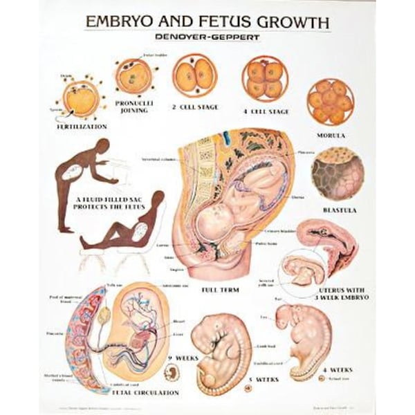 Charts/Posters, Embryo/Fetus Growth Mounted